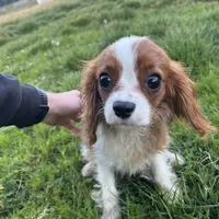 Teddy, a male Cavalier King Charles Spaniel for sale in Soulsbyville, CA – Photo 4 of 6