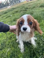 Teddy, a male Cavalier King Charles Spaniel for sale in Soulsbyville, CA – Photo 4 of 6