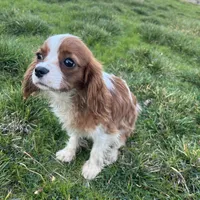 Teddy, a male Cavalier King Charles Spaniel for sale in Soulsbyville, CA – Photo 5 of 6