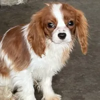 Teddy, a male Cavalier King Charles Spaniel for sale in Soulsbyville, CA – Photo 1 of 6