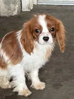 Teddy, a male Cavalier King Charles Spaniel for sale in Soulsbyville, CA – Photo 1 of 6