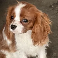 Teddy, a male Cavalier King Charles Spaniel for sale in Soulsbyville, CA – Photo 2 of 6