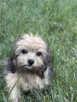 Dallas, a male Cavapoo for sale in Soulsbyville, CA – 1 of 5