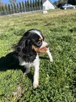 processed/10449291-7591-4a9e-ac3c-8384bf4bb2f2/listing/71795dbb-2ad2-4650-bdf6-6e83ed660e86/0a068004-f21e-409b-9370-1ecc933e3366