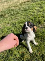 processed/10449291-7591-4a9e-ac3c-8384bf4bb2f2/listing/71795dbb-2ad2-4650-bdf6-6e83ed660e86/1c7e6629-7c0b-489a-965f-1326aff6de75