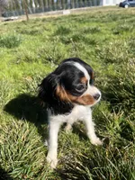 processed/10449291-7591-4a9e-ac3c-8384bf4bb2f2/listing/71795dbb-2ad2-4650-bdf6-6e83ed660e86/24f4cdf6-6450-4cfb-a5f2-23b979f49912