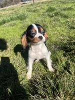 processed/10449291-7591-4a9e-ac3c-8384bf4bb2f2/listing/71795dbb-2ad2-4650-bdf6-6e83ed660e86/b3620fd8-9ed1-4857-9931-b261dea30a36