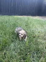 Dallas, a male Cavapoo for sale in Soulsbyville, CA – 5 of 5