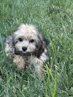 Dallas, a male Cavapoo for sale in Soulsbyville, CA – 3 of 5