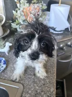 Darla, a female Cavapoo for sale in Soulsbyville, CA – 4 of 4