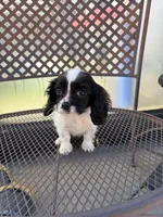 Oreo, a male Cavapoo for sale in Soulsbyville, CA – 2 of 2