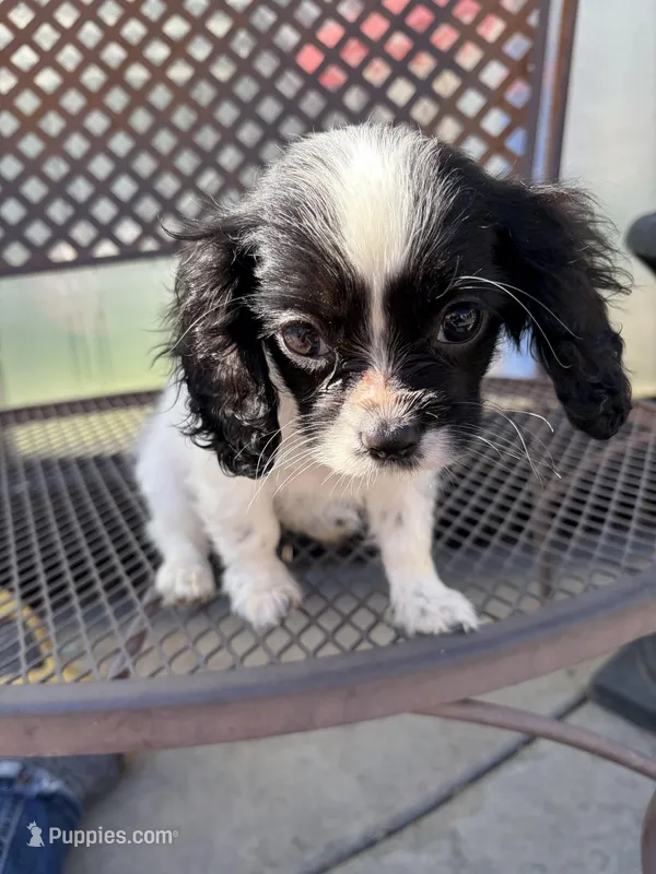 Oreo – Cavapoo puppy for sale in Soulsbyville, CA