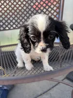 Oreo, a male Cavapoo for sale in Soulsbyville, CA – 1 of 2