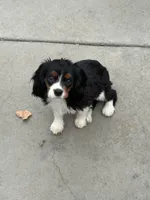 Tiana, a female Cavalier King Charles Spaniel for sale in Soulsbyville, CA – 3 of 4
