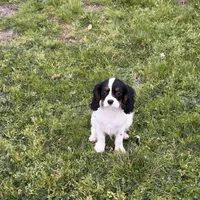 Oliver, a male Cavalier King Charles Spaniel for sale in Soulsbyville, CA – Photo 2 of 5