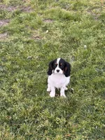 Oliver, a male Cavalier King Charles Spaniel for sale in Soulsbyville, CA – Photo 2 of 5