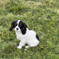 Oliver, a male Cavalier King Charles Spaniel for sale in Soulsbyville, CA – Photo 1 of 5