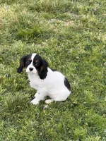 Oliver, a male Cavalier King Charles Spaniel for sale in Soulsbyville, CA – Photo 1 of 5