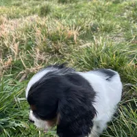 Oliver, a male Cavalier King Charles Spaniel for sale in Soulsbyville, CA – Photo 4 of 5
