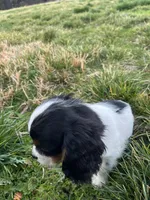 Oliver, a male Cavalier King Charles Spaniel for sale in Soulsbyville, CA – Photo 4 of 5