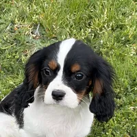 Oliver, a male Cavalier King Charles Spaniel for sale in Soulsbyville, CA – Photo 3 of 5