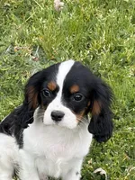 Oliver, a male Cavalier King Charles Spaniel for sale in Soulsbyville, CA – Photo 3 of 5