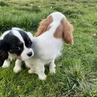 Oliver, a male Cavalier King Charles Spaniel for sale in Soulsbyville, CA – Photo 5 of 5