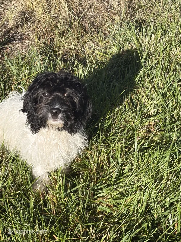 Duke  – Cavapoo puppy for sale in Soulsbyville, CA