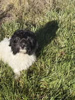 Duke , a male Cavapoo for sale in Soulsbyville, CA – 1 of 2