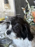 Darla, a female Cavapoo for sale in Soulsbyville, CA – 2 of 4