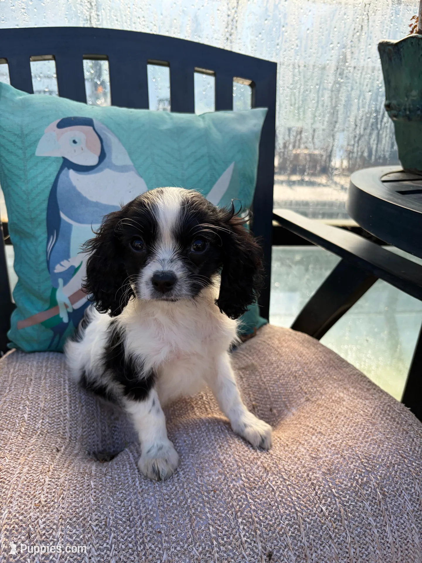 Dottie, a male Cavapoo for sale in Soulsbyville, CA – 1 of 3