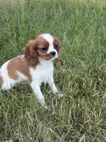 Elsa, a female Cavalier King Charles Spaniel for sale in Soulsbyville, CA – 2 of 2