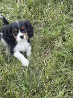 Jasmine, a female Cavalier King Charles Spaniel for sale in Soulsbyville, CA – 1 of 2