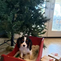 Sierra, a female Cavalier King Charles Spaniel for sale in Soulsbyville, CA – Photo 3 of 9