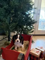 Sierra, a female Cavalier King Charles Spaniel for sale in Soulsbyville, CA – Photo 3 of 9