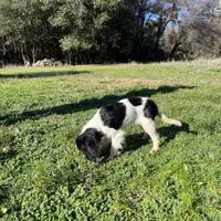 Sierra, a female Cavalier King Charles Spaniel for sale in Soulsbyville, CA – Photo 8 of 9