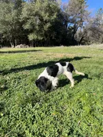 Sierra, a female Cavalier King Charles Spaniel for sale in Soulsbyville, CA – Photo 8 of 9