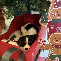 Sierra, a female Cavalier King Charles Spaniel for sale in Soulsbyville, CA – Photo 2 of 9