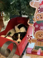 Sierra, a female Cavalier King Charles Spaniel for sale in Soulsbyville, CA – Photo 2 of 9