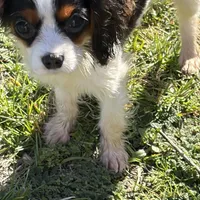 Sierra, a female Cavalier King Charles Spaniel for sale in Soulsbyville, CA – Photo 7 of 9
