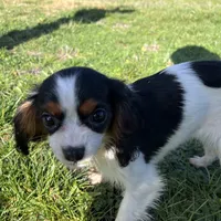 Sierra, a female Cavalier King Charles Spaniel for sale in Soulsbyville, CA – Photo 4 of 9
