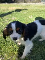 Sierra, a female Cavalier King Charles Spaniel for sale in Soulsbyville, CA – Photo 4 of 9
