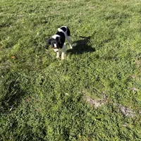 Sierra, a female Cavalier King Charles Spaniel for sale in Soulsbyville, CA – Photo 9 of 9