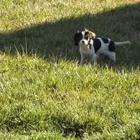 Sierra, a female Cavalier King Charles Spaniel for sale in Soulsbyville, CA – Photo 1 of 9