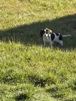 Sierra, a female Cavalier King Charles Spaniel for sale in Soulsbyville, CA – Photo 1 of 9