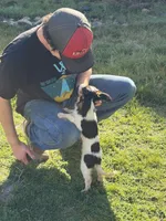 Sierra, a female Cavalier King Charles Spaniel for sale in Soulsbyville, CA – Photo 6 of 9