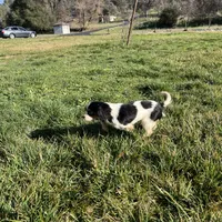 Sierra, a female Cavalier King Charles Spaniel for sale in Soulsbyville, CA – Photo 5 of 9