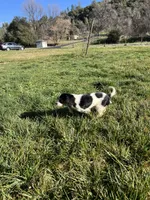 Sierra, a female Cavalier King Charles Spaniel for sale in Soulsbyville, CA – Photo 5 of 9