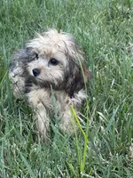 Dallas, a male Cavapoo for sale in Soulsbyville, CA – 2 of 5