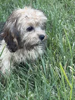 Dallas, a male Cavapoo for sale in Soulsbyville, CA – 4 of 5